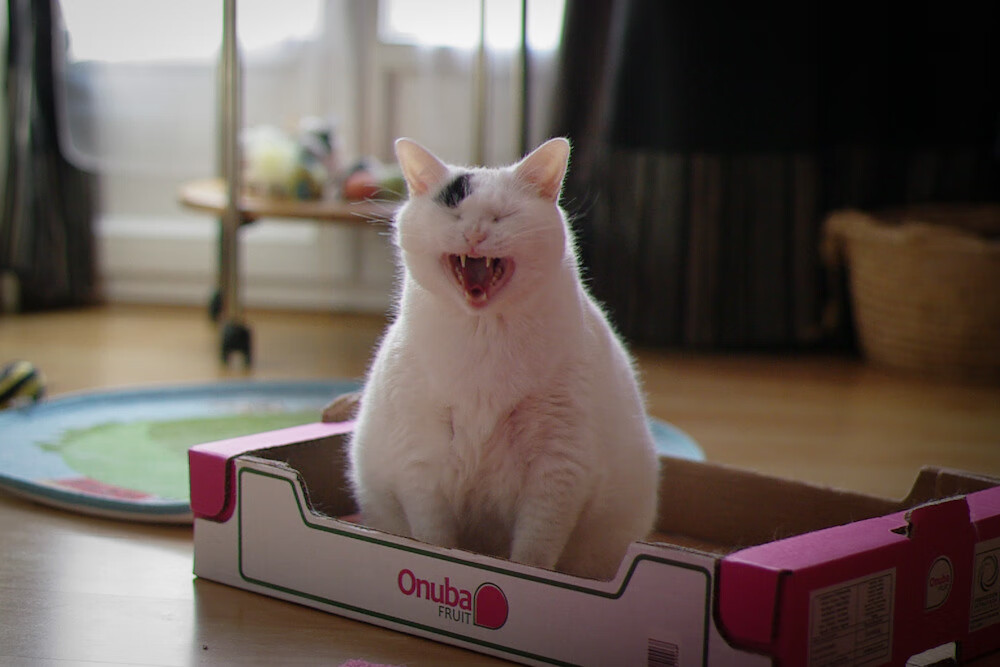 富安健洋的节奏魔法，从后场发牌到新西兰一波流带走英格兰